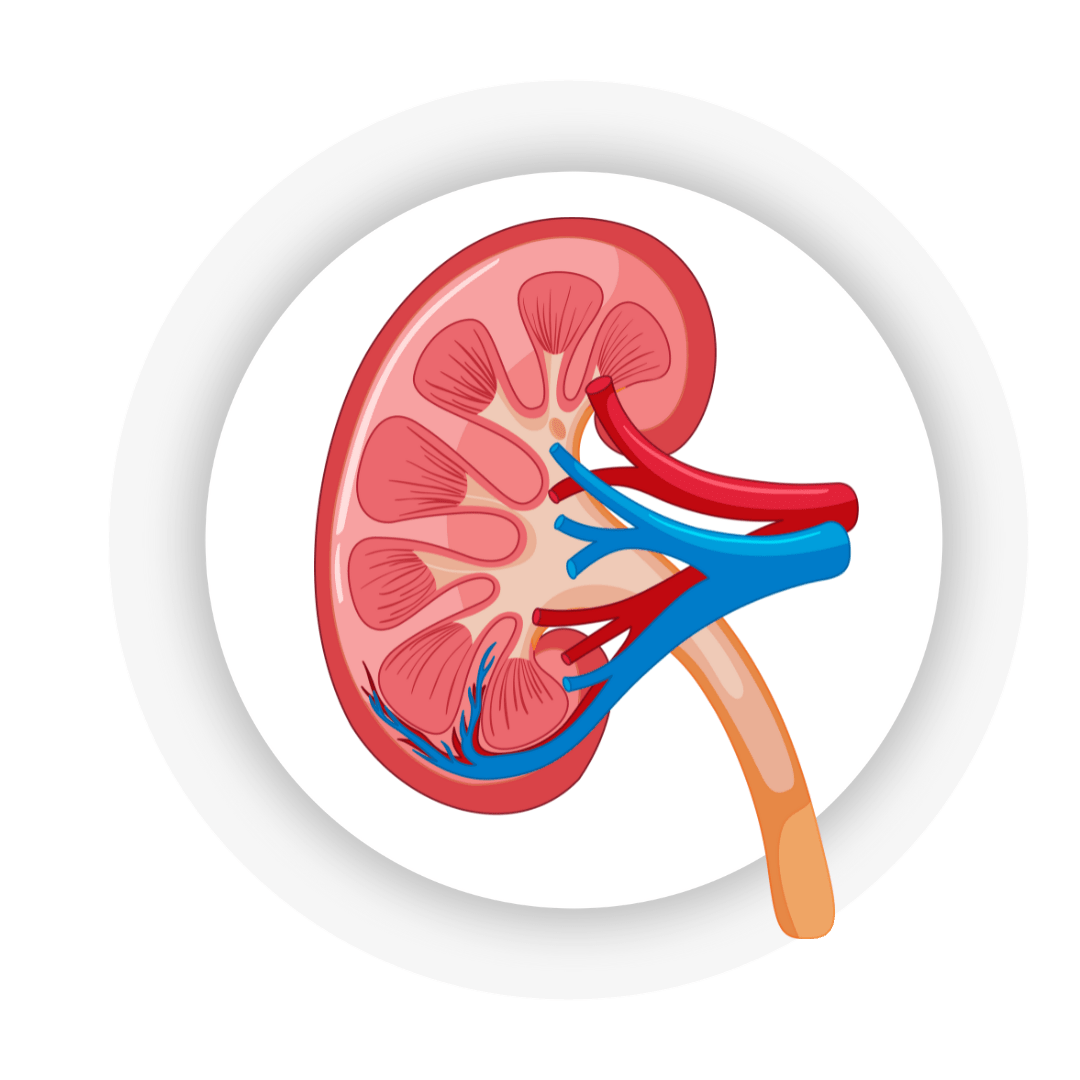 KIDNEY UROLOGY 2