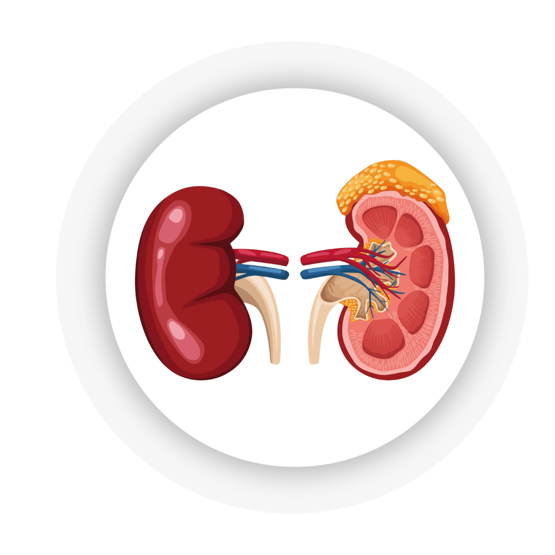 renal kidney transplant 1